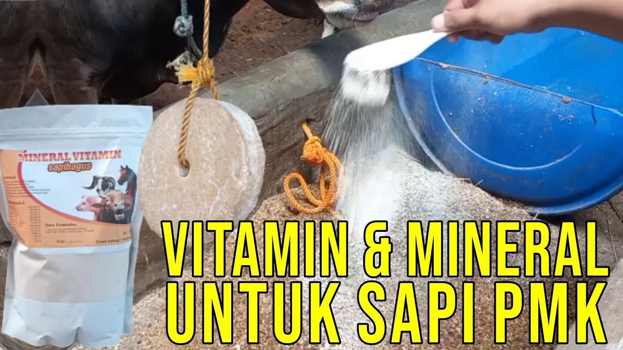 
                                 Mineral-Vitamin-Tingkatkan-Imunitas-Sapi-Paska-Pemulihan-PMK